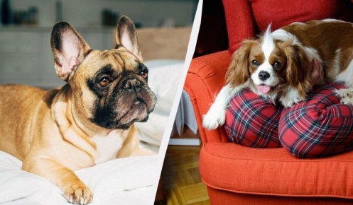 Сколько стоят болезни: собаки, которые могут разорить владельца