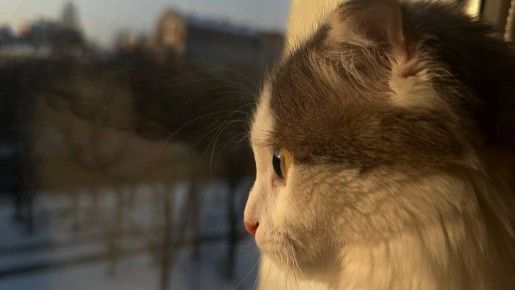 � ������������ ������� ��������� ����������