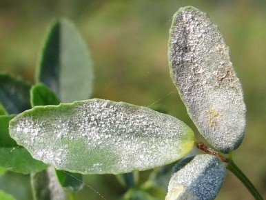 Эффективная борьба с мучнистой росой: легкий рецепт, который работает