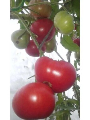 Томат Клондайк: секреты золотистого урожая с удивительным вкусом