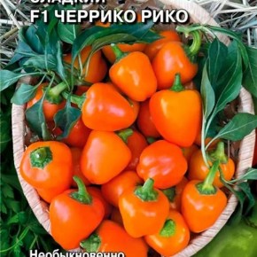 Современные сорта сладкого перца: красивые и урожайные новинки