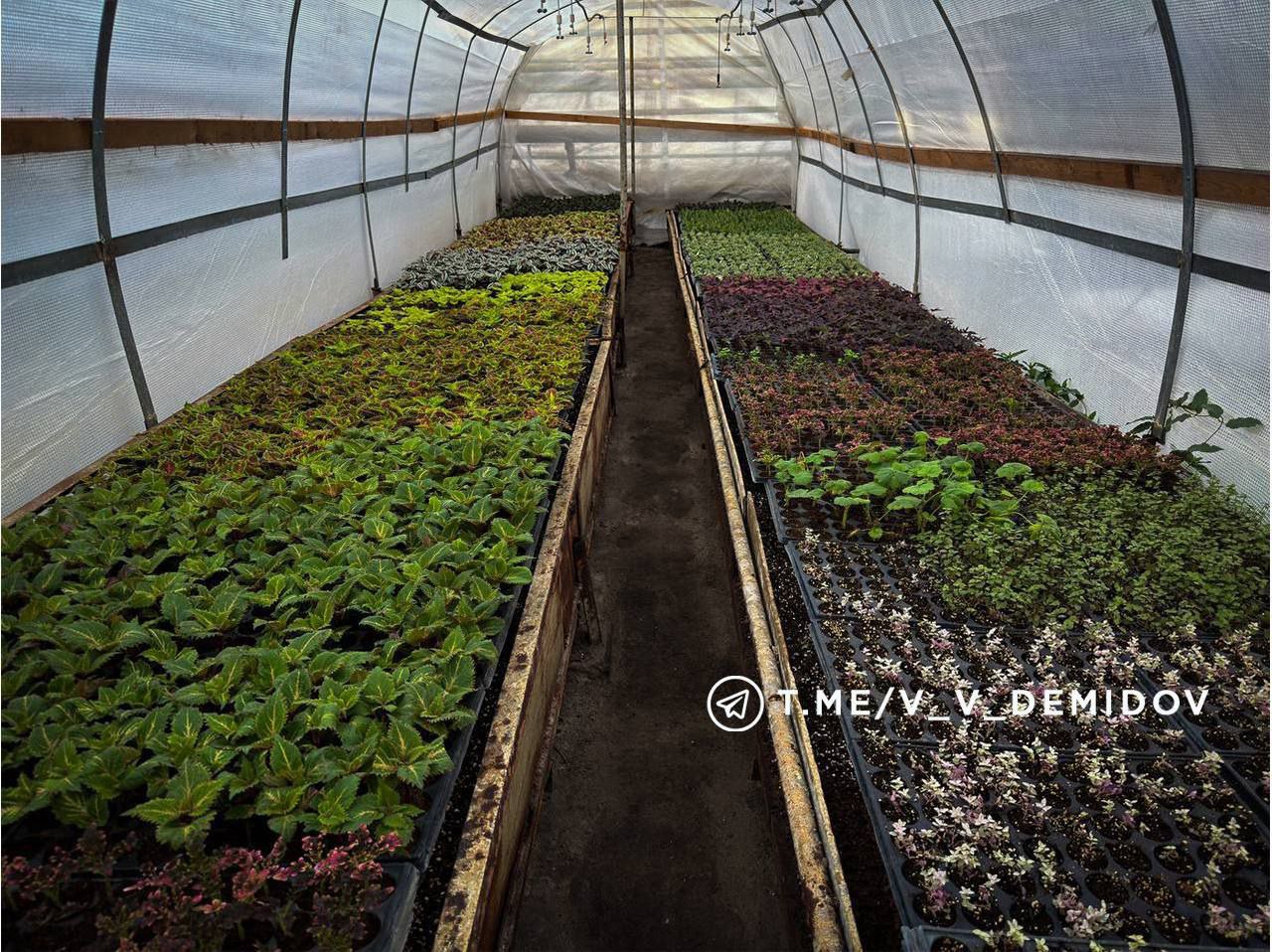 Немного весны вам в ленту. Эти цветы высадят на клумбах в Белгороде! В теплицах Белгороблагоустройства подрастают 700 тыс