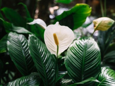 О том, как заботиться о мирной лилии