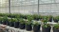 В белгородских теплицах выращивают около 700 тыс