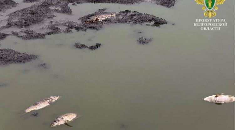 Жителя Старооскольского округа будут судить за массовую гибель рыбы