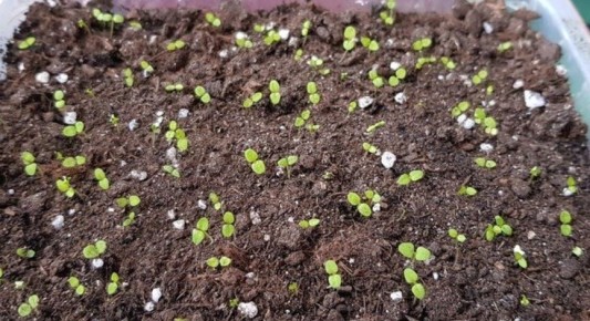 Рассада цветов: путь от всходов до закалки и подготовки к высадке