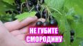 Как правильно подкармливать смородину после плодоношения и что стоит учитывать