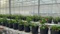 Белгород расцветет: городские теплицы готовят более 700 тысяч цветов к весне!