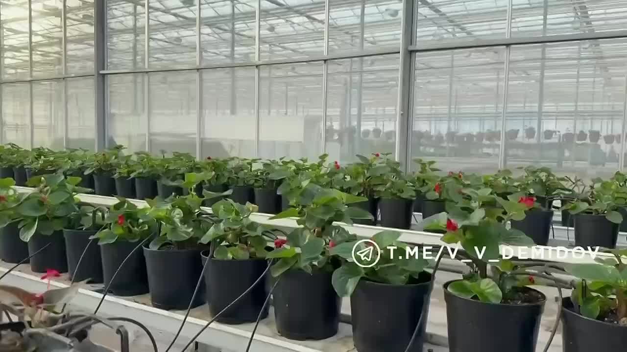 В белгородских теплицах выращивают около 700 тыс