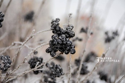 Доброе утро, Белгород!. Сегодня температура воздуха поднимется до +1 градуса