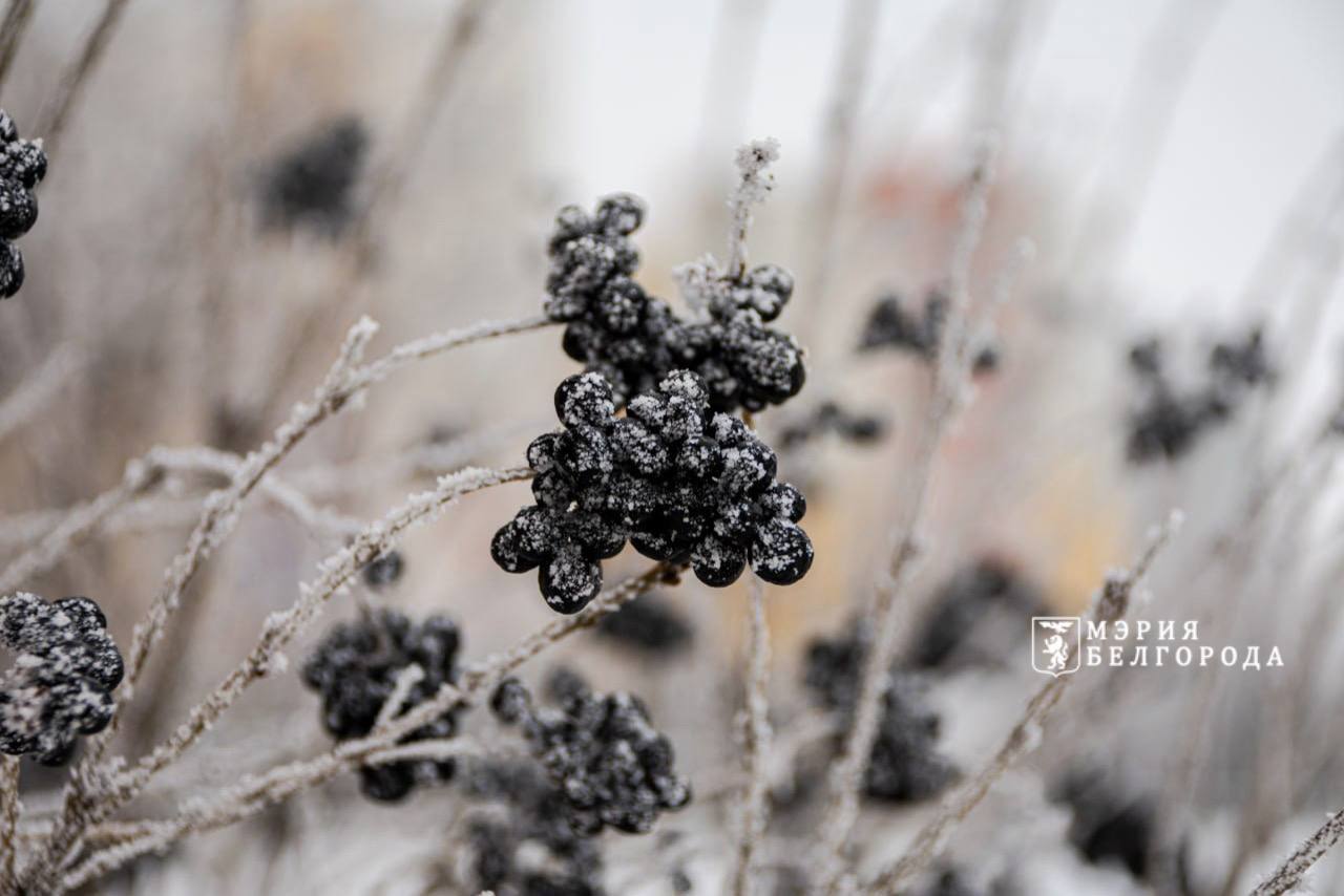 Доброе утро, Белгород!. Сегодня температура воздуха поднимется до +1 градуса