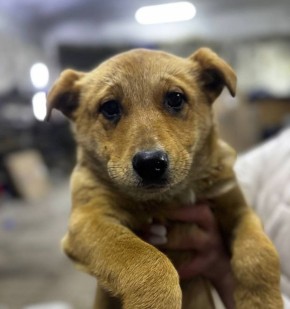 Марина Ахмедова: В Томаровке Белгородской области выдали предписание на отлов Пальмы
