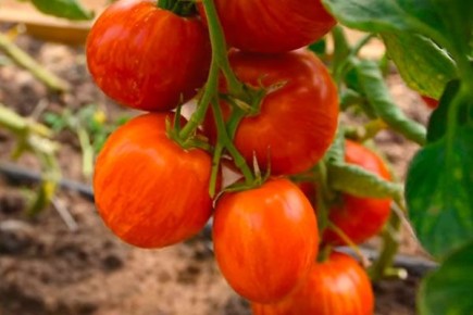 Толстый боцман: крупноплодный томат с необычным окрасом и практичным урожаем