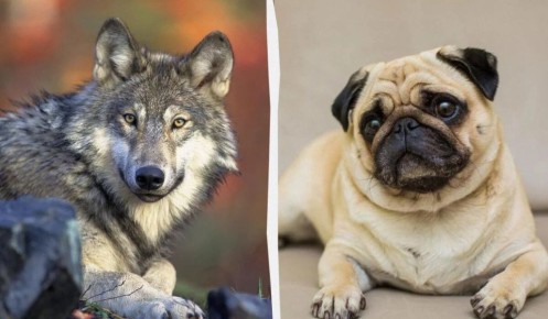 Как волки превратились в собак: спокойная эволюционная история рядом с человеком