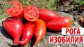 Томат Рога Изобилия: как удивительный перцевидный плод меняет повседневную кухню и сад