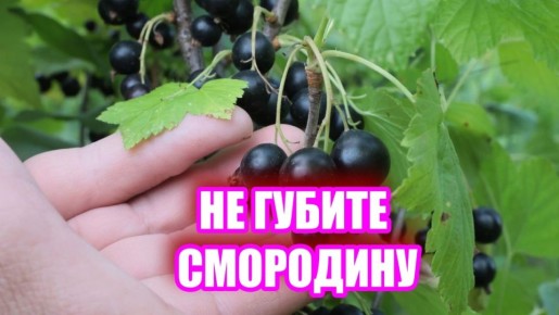 Как правильно подкармливать смородину после плодоношения и что стоит учитывать
