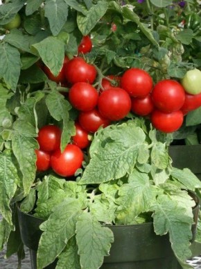 Томат Гномик балконный: компактный сорт для подоконника и балкона