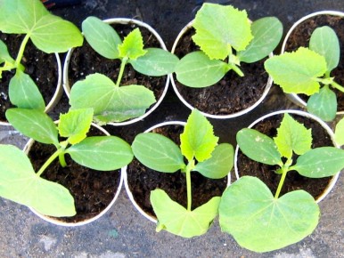 ��������� ����������: ��� �� ��� ��� ����������� ������� ������� ������� ��� �������� ������