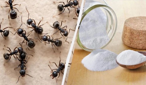 ���������� ������� ������ ��������: ������� �������� �� �����