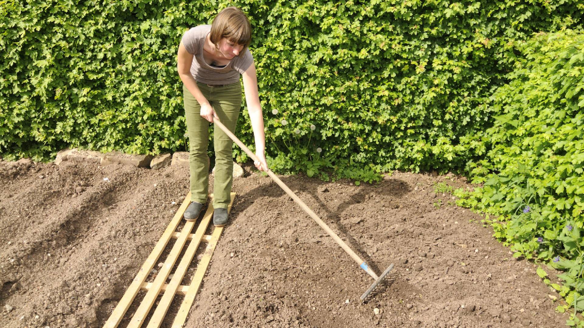 После уборки урожая не стоит перекапывать грядки: вот что нужно сделать с землей