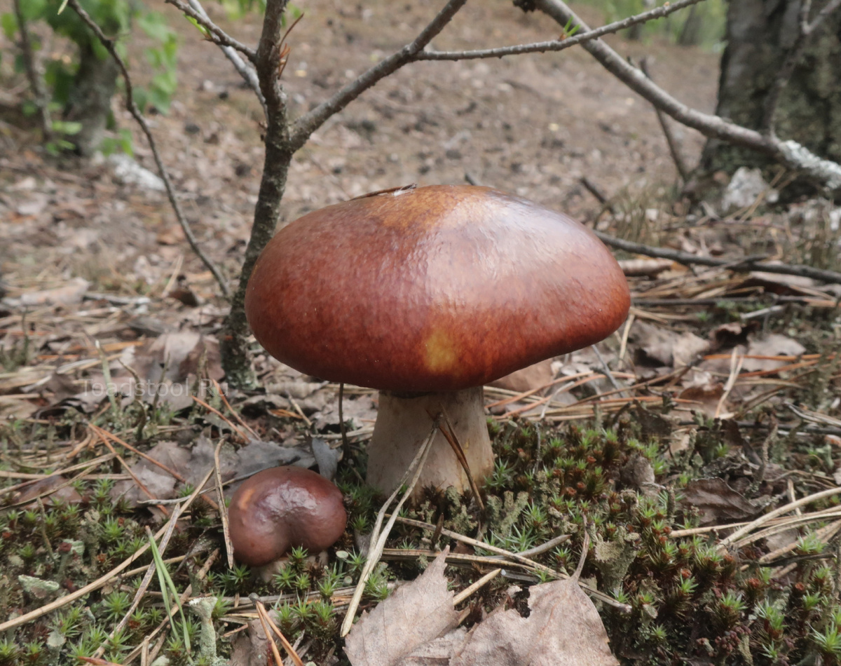 Секреты маслят: грибы под лиственницами и соснами