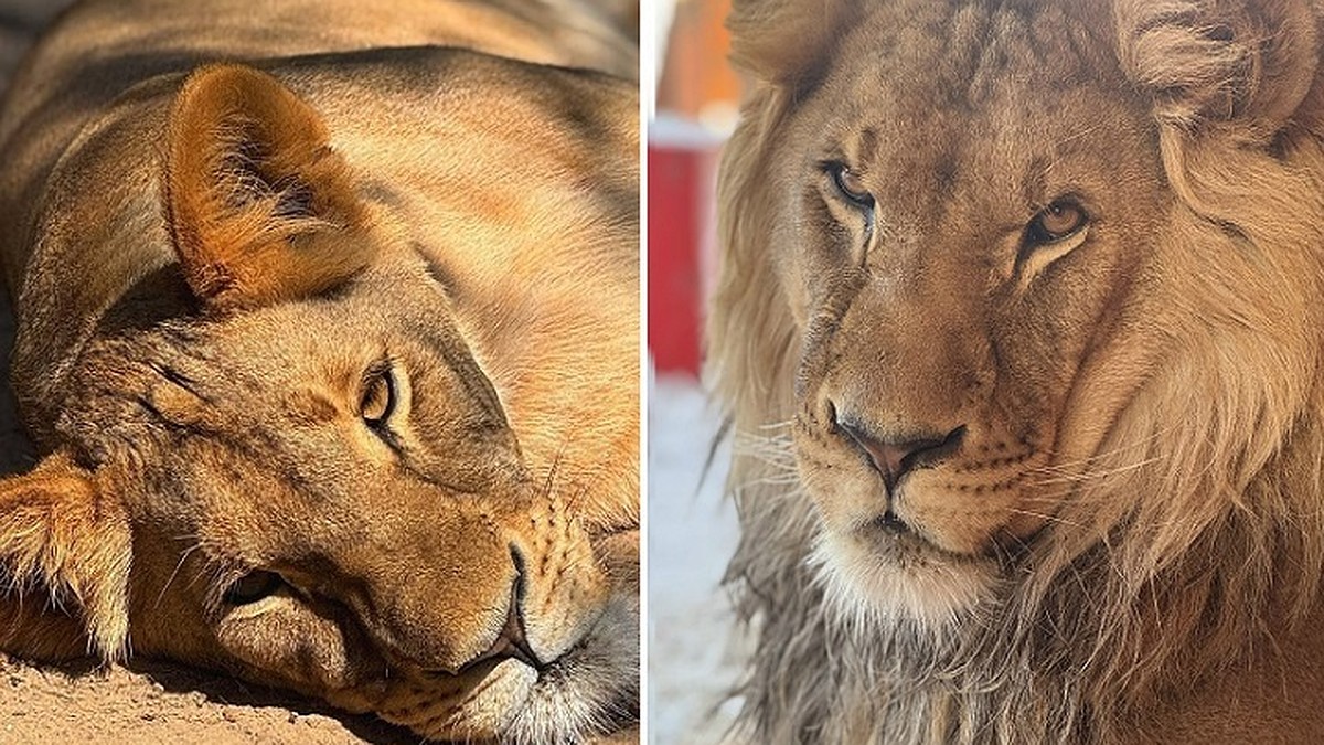 «Девчонка не промах!»: крымскому льву Шерхану нашли невесту в Белгороде