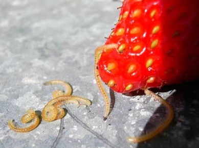 Как победить нематоду и спасти свои овощи и ягоды