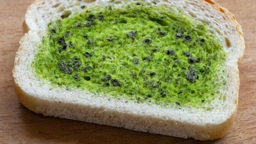 Плесень на продуктах: как безопасно с ней бороться и что делать, если съели испорченное?