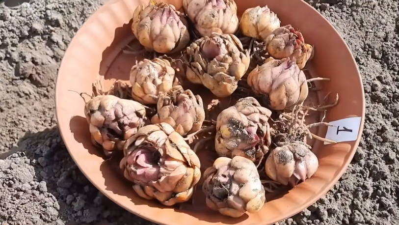 Как правильно пересаживать лилии в августе: советы и рекомендации