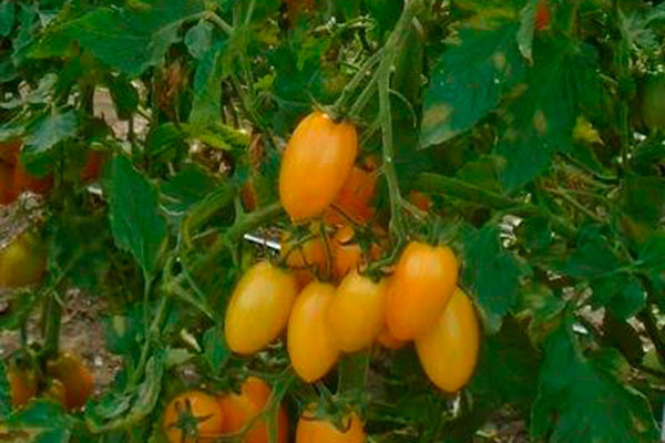 Выращивание томатов Золото Амишей: секреты успеха