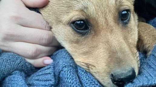 Вячеслав Гладков обсудит с зоозащитниками ситуацию с жестоким отловом собак в Томаровке