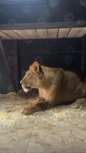 Молодая львица Киара из белгородского зоопарка выходит замуж за минского Шерхана