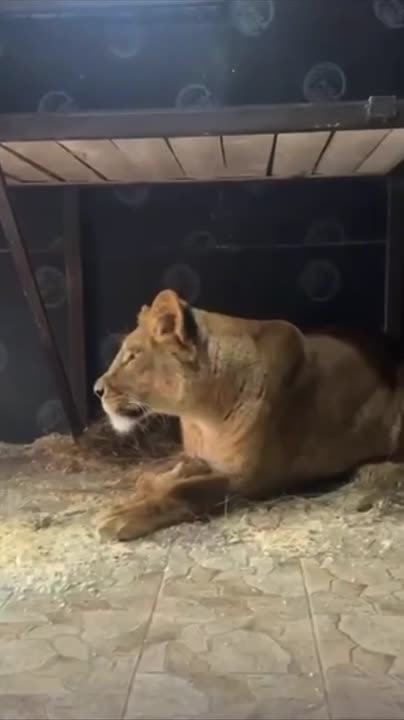 Молодая львица Киара из белгородского зоопарка выходит замуж за минского Шерхана