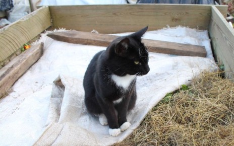 Что нового на Огород: свежие советы и секреты