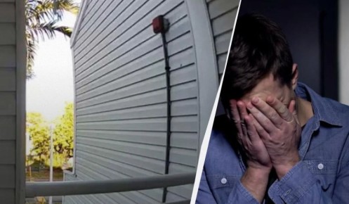 Соседство с енотами: Флорида переживает забавный случай с новоселами