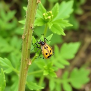 Как справиться с главными вредителями в саду: советы и стратегии