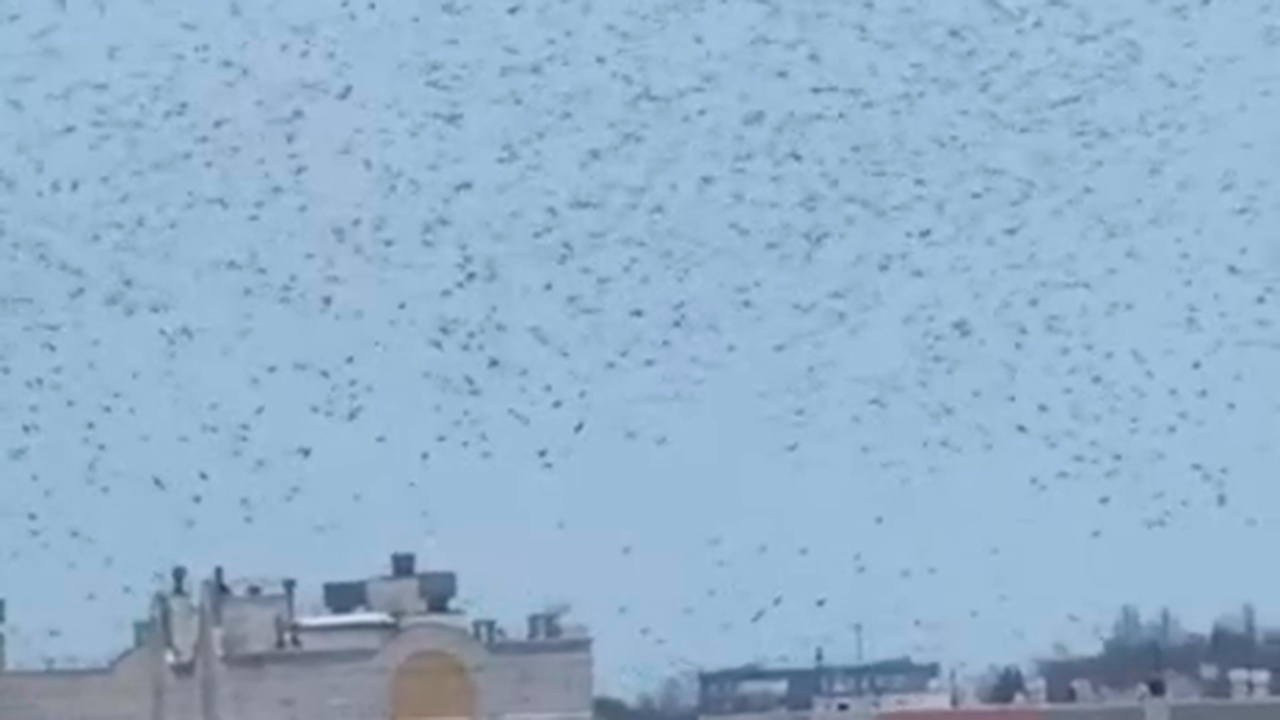 Гладков удивился реакции птиц на сигнал ракетной опасности