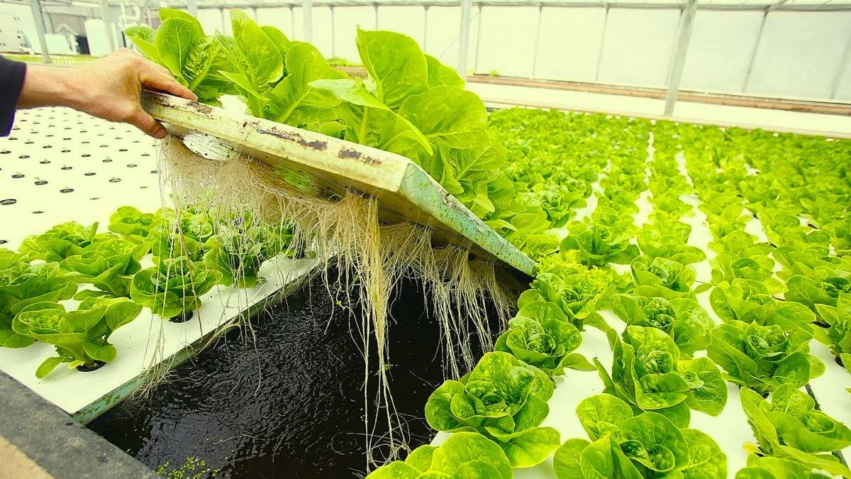 Гидропоника для дома: просто, полезно и доступно