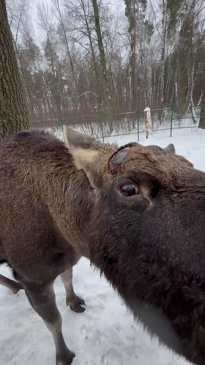 Лось Родион из белгородского зоопарка предчувствует приближение весны