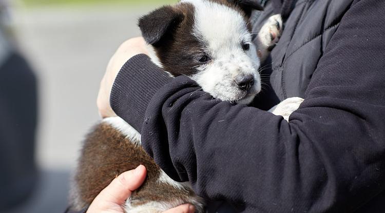 Под Белгородом может появиться приют для щенков