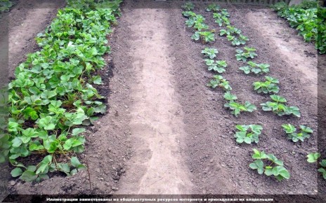 Уход за клубникой в августе: секреты успешного урожая