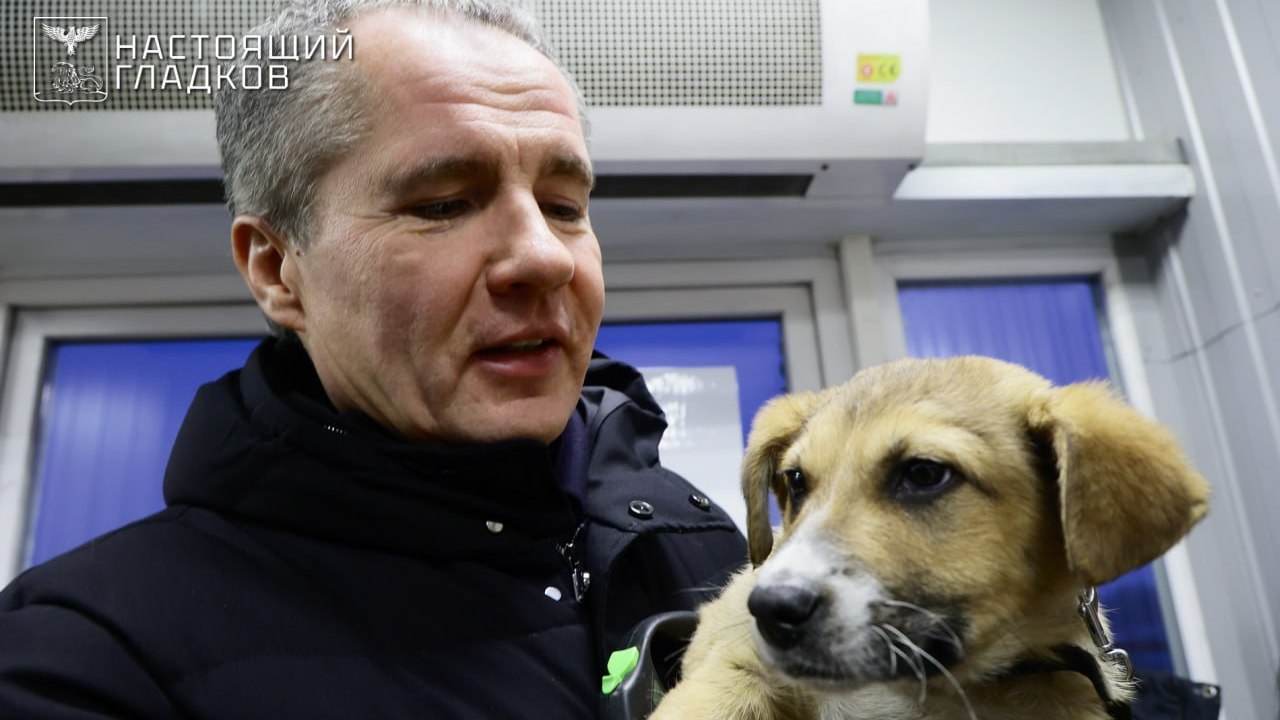 В Белгородской области планируют открыть первый приют для кошек и вернуть круглосуточную ветпомощь