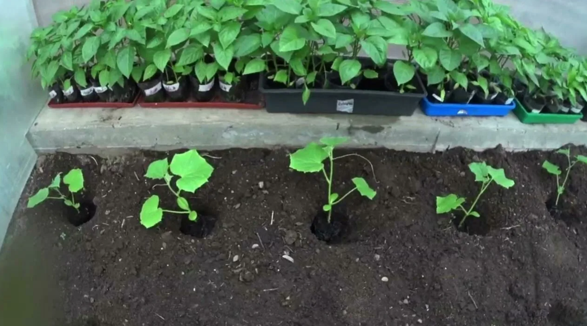 Как подкормить рассаду огурцов для уверенного роста после высадки в грунт