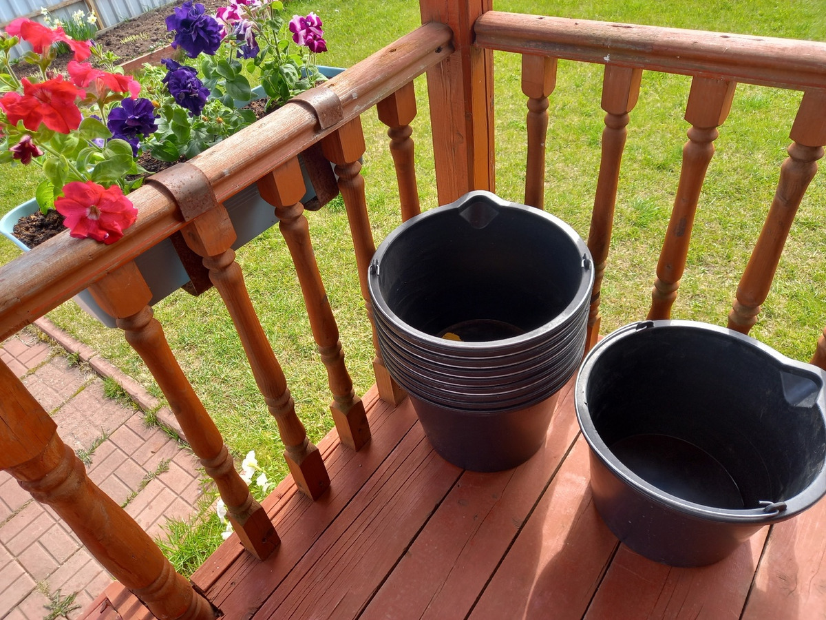 Проверка бюджетных ведер для петуний: неожиданное разочарование