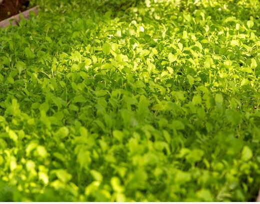 Как правильно подготовить почву осенью: избегаем распространенных ошибок