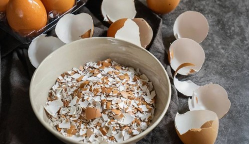 Как использовать яичную скорлупу на вашем огороде с максимальной пользой