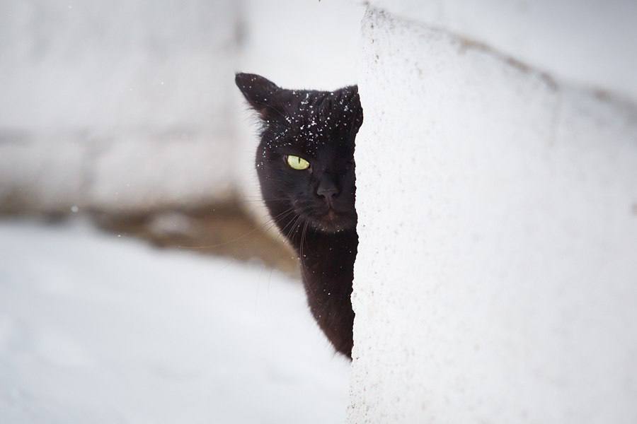 Доброе утро, Белгород!. 1 февраля нас ждёт солнечная и морозная погода