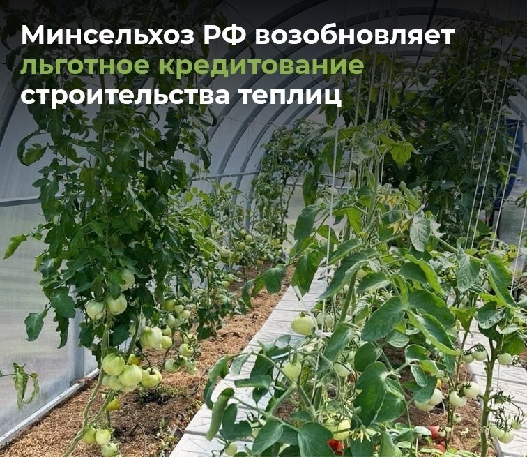 Отличные новости для аграриев! Уже в 2026 году государство планирует возобновить поддержку строительства современных теплиц