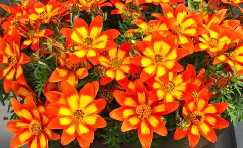 �����, ������� ������ ���� � ����: ������ � ����� ����