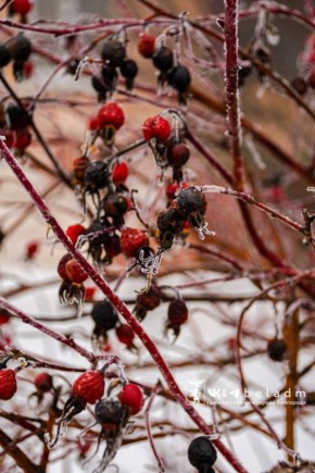 Сегодня 2 февраля. В Белгороде облачно с прояснениями